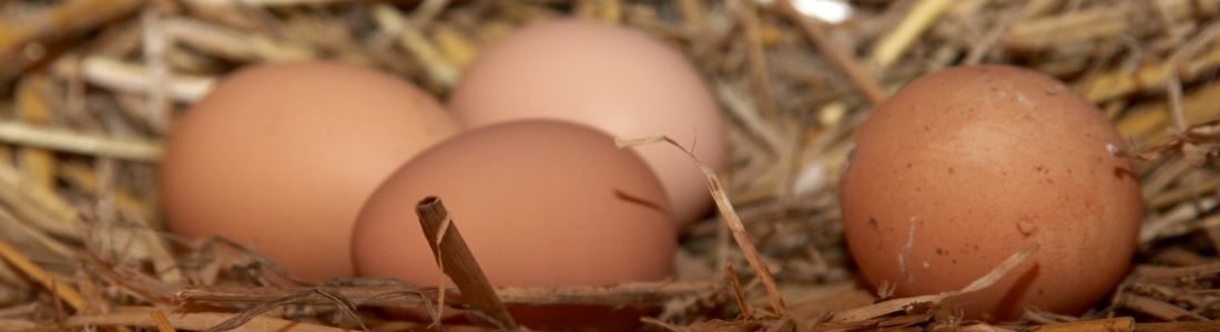 Taeglich frische Eier vom Biobauernhof