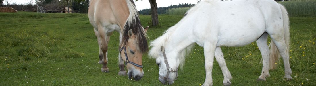 Unsere Pferde und Ponys freuen sich auf Familienurlaub mit Kindern